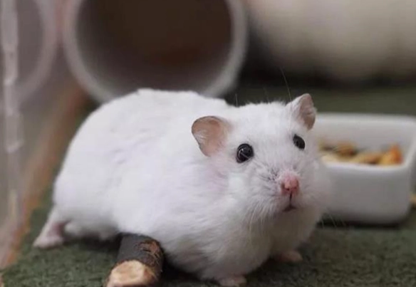 倉鼠 品種 差異