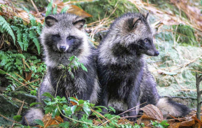 日行性動物習性