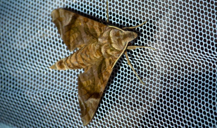 台灣夜行性昆蟲