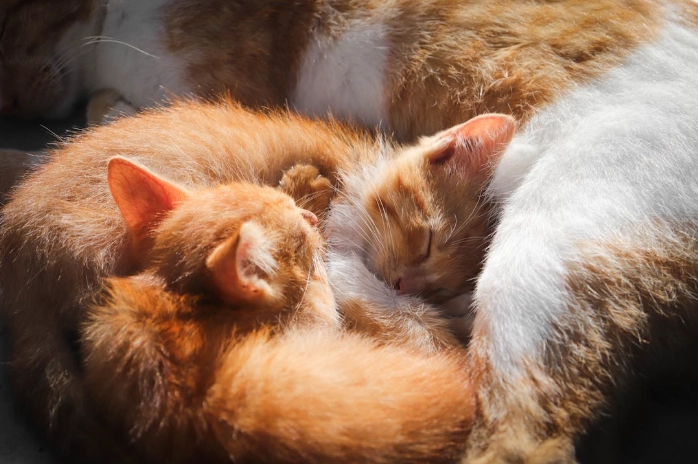 晨昏觀察貓地點