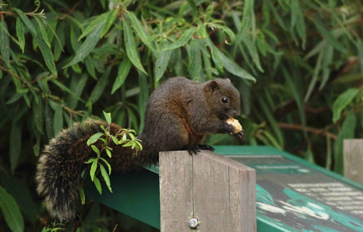 台灣日行性動物