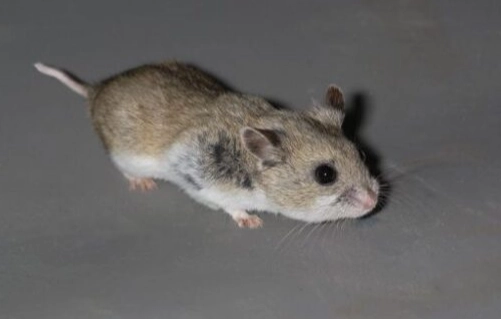 三線鼠毛色護理