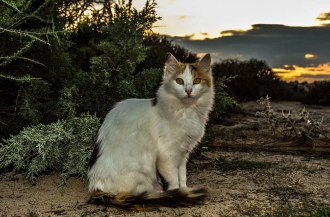 貓咪晚上不睡覺