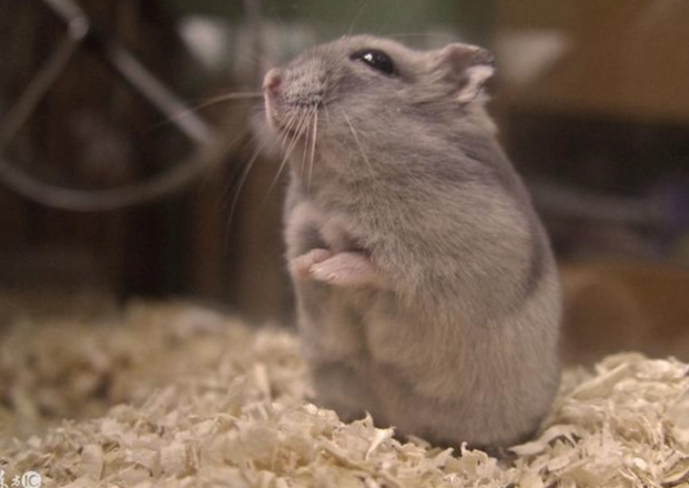 寵物鼠花色介紹