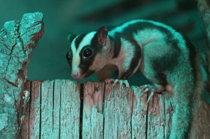 夜行性寵物飼養
