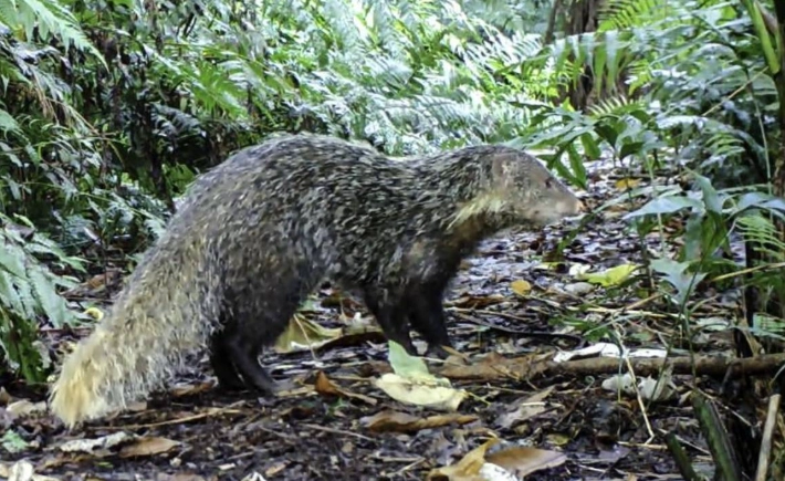 台灣日行性動物