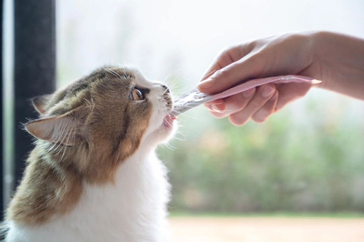 貓咪吃多少巧克力會死