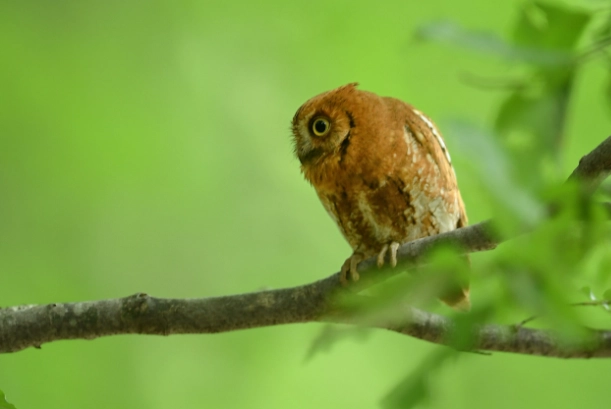探索台灣夜行性鳥類：夜觀地點、辨識技巧與生態觀察全攻略