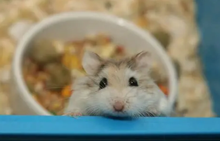 養倉鼠要花多少錢