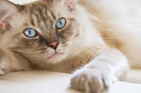 貓咪吃到異物怎麼辦