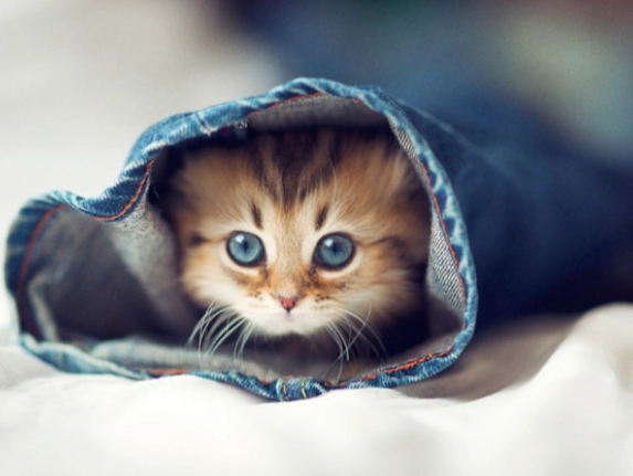 貓咪誤食巧克力怎麼辦