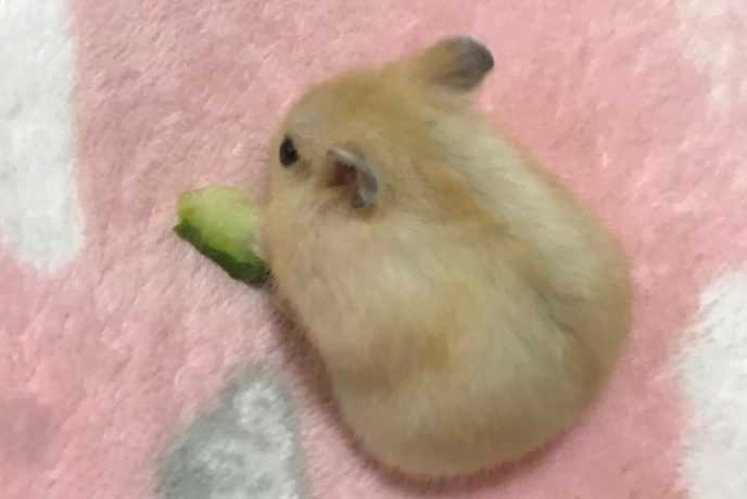 布丁鼠是三線鼠嗎