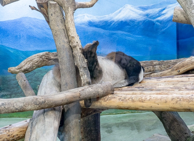木柵動物園貓空一日遊全攻略：行程規劃、交通指南與深度體驗