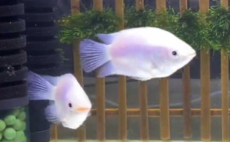 溫和魚種水族箱