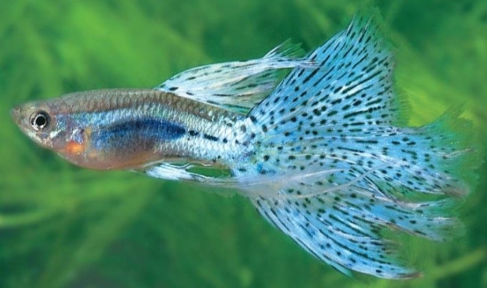 極火蝦飼養 極火蝦飼養