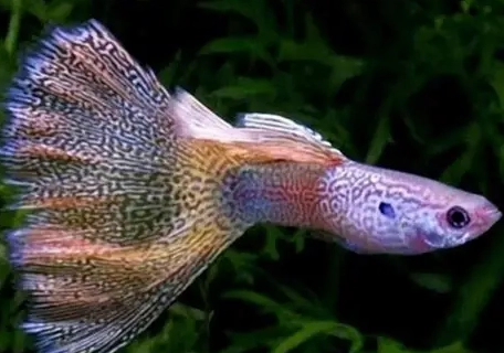 孔雀魚混養 孔雀魚混養