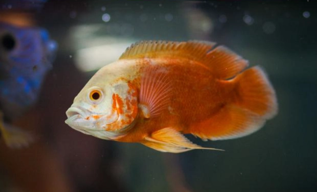 蝦缸混養魚推薦