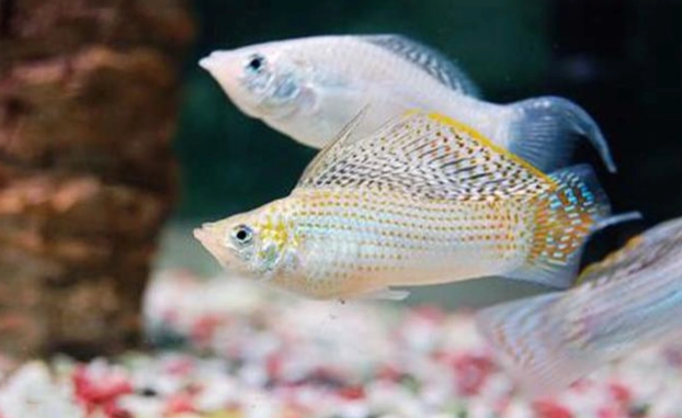 孔雀魚混養 孔雀魚混養