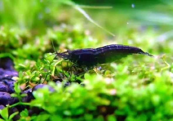 蝦缸混養魚推薦