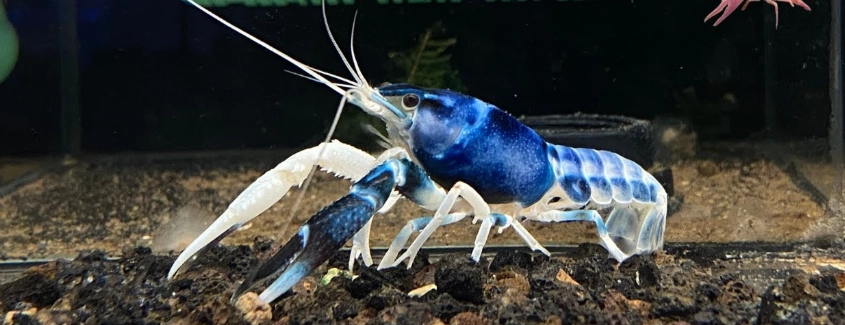 溫和魚種水族箱