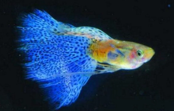 極火蝦飼養 極火蝦飼養