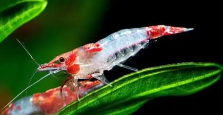 蝦缸混養魚推薦