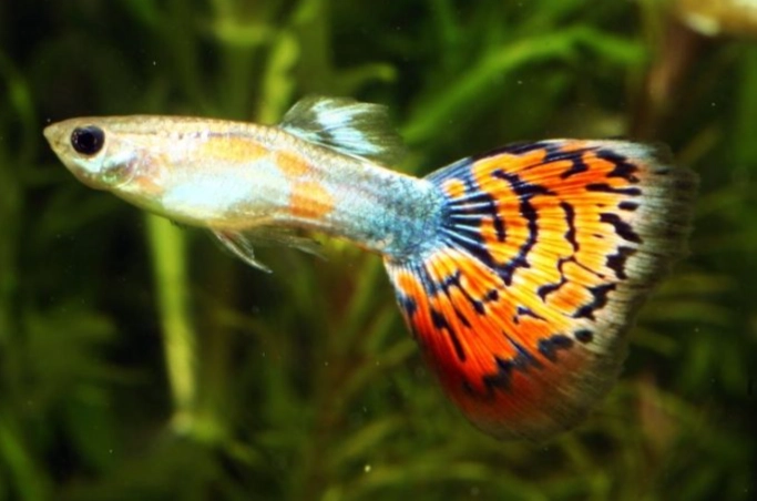 水族箱設置 水族箱設置