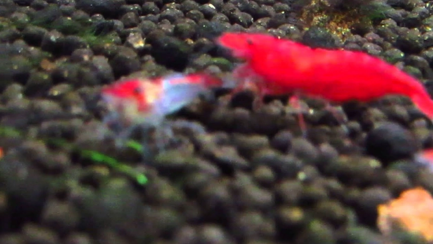 水族箱混養技巧