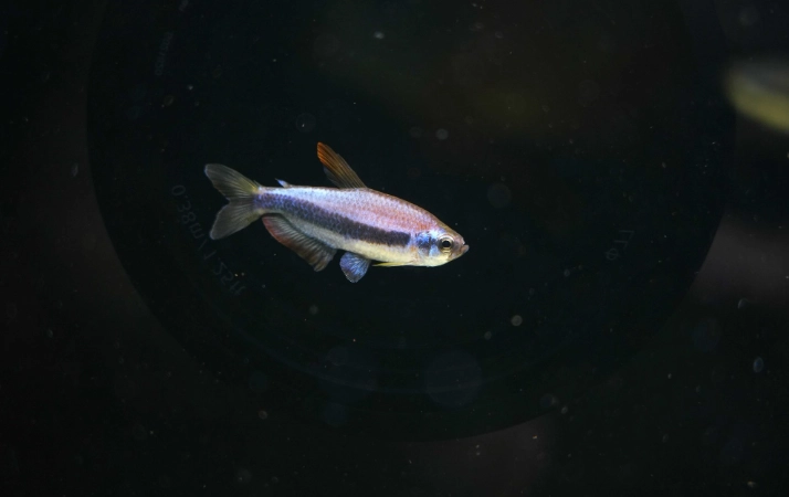 水族箱混養技巧