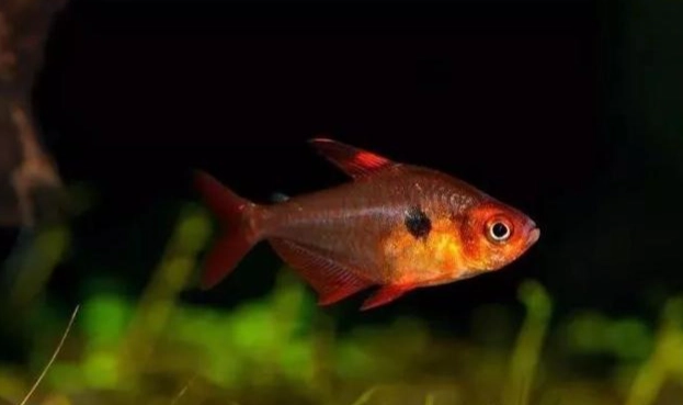 水草缸造景 水草缸造景