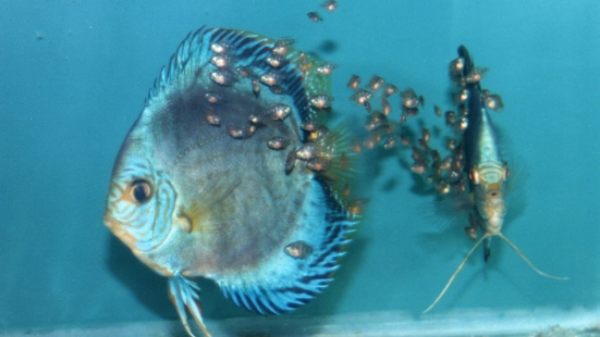 溫和魚種水族箱