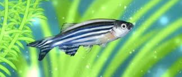 斑馬魚養殖方法