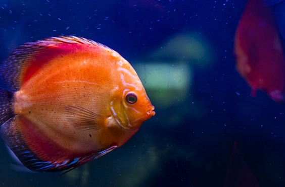 魚缸 硝化系統 建立