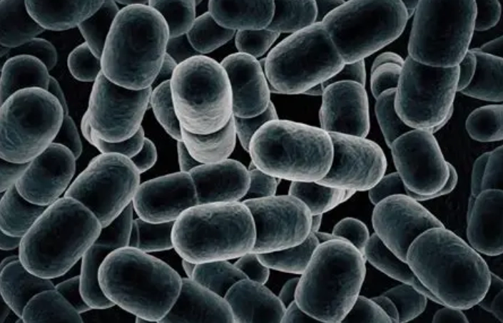 硝化菌添加時機