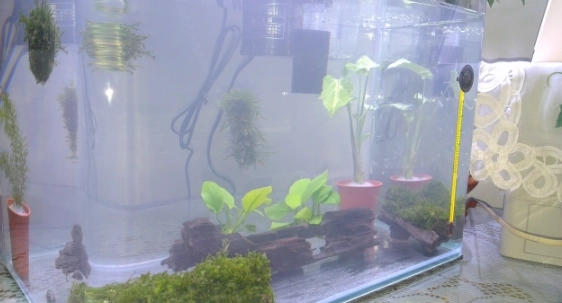 水族箱 水質 渾濁