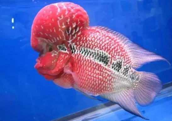 硝化菌建立 硝化菌建立