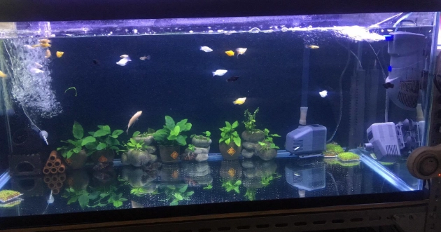 水族箱 水質 渾濁