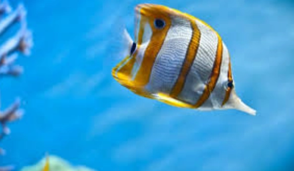 水族箱硝化系統 水族箱硝化系統