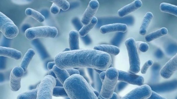 硝化菌添加時機