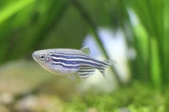 斑馬魚飼養技巧