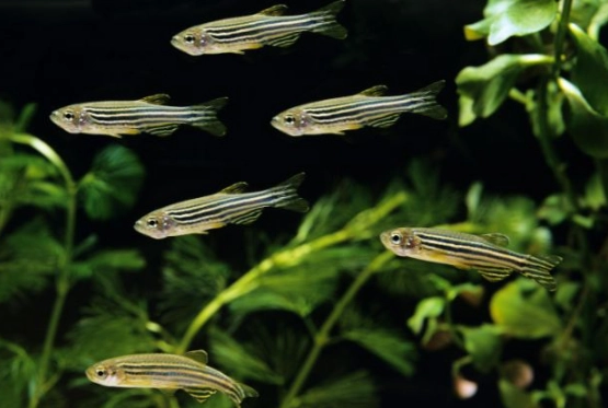 水族箱增氧方法