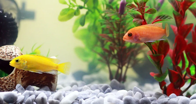 硝化菌建立 硝化菌建立