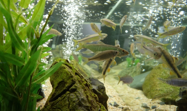 水族箱硝化系統 水族箱硝化系統