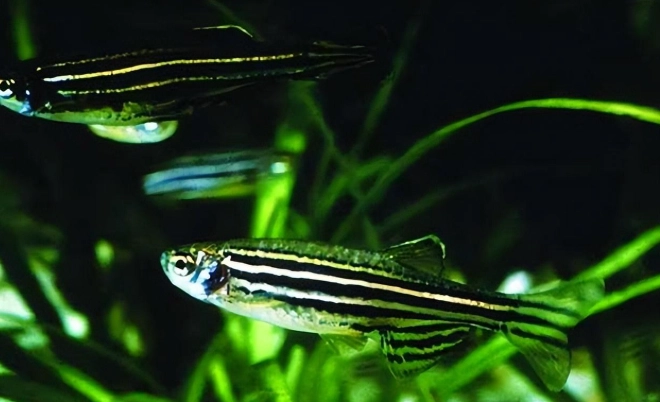 斑馬魚養殖方法