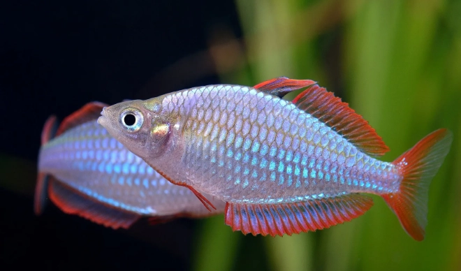 觀賞魚品種介紹