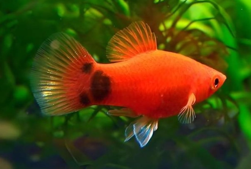 孔雀魚 新手照顧