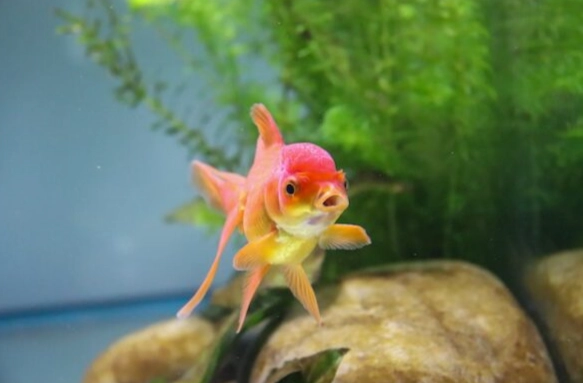 好養的觀賞魚