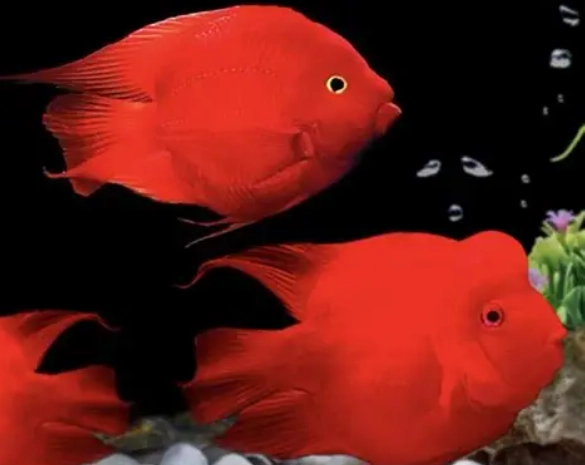 中型魚飼養技巧