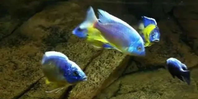 觀賞魚選擇指南