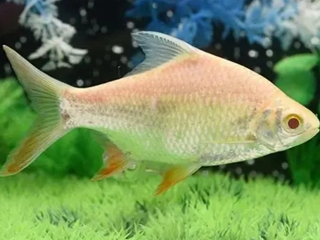 觀賞魚選擇指南